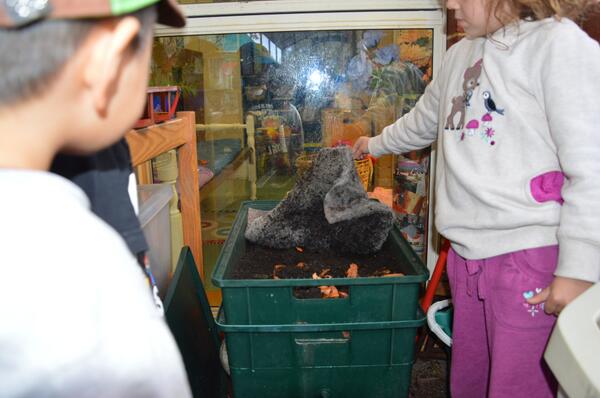 MeelaChildCare's tweet photo. @enviroweek #enviroweek13 Meela Child Care, WA, Our wriggly worm farm! Making worm juice for our gardens http://t.co/WWweyohji7