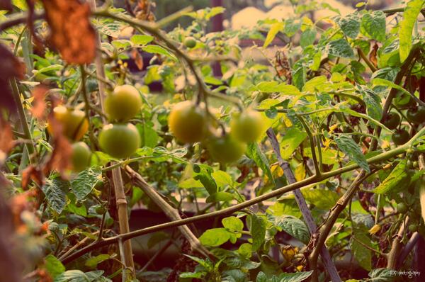 MeelaChildCare's tweet photo. @enviroweek #enviroweek13 Almost ready to pick cherry tomatoes here at Meela Child Care, WA, yum for lunchtime! http://t.co/U4fzCNnQZv