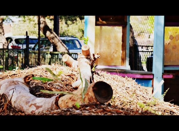 MeelaChildCare's tweet photo. @enviroweek #enviroweek13 Meela Child Care, WA,earth mounds &amp; cubby house make for excellent exploration by our kids! http://t.co/2kdDBye1TE