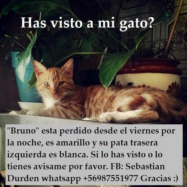 Oratoide's tweet image. RT  Busco a mi gato, sector #LaVara, #Alerce quizás.. ayúdame a encontrarlo #PuertoMontt @Geaa_Alerce #PtoMontt