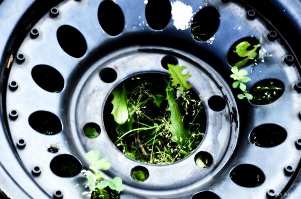 MeelaChildCare's tweet photo. @enviroweek #enviroweek13 Meela Child Care, WA, Tyres &amp; old Car Rims make for interesting planters! http://t.co/iXhyEoqklW
