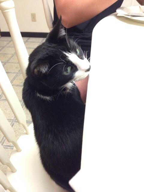 tonesbs's tweet image. Taking @jomichaelv seat while he's closing #idontlikecats 👎😾