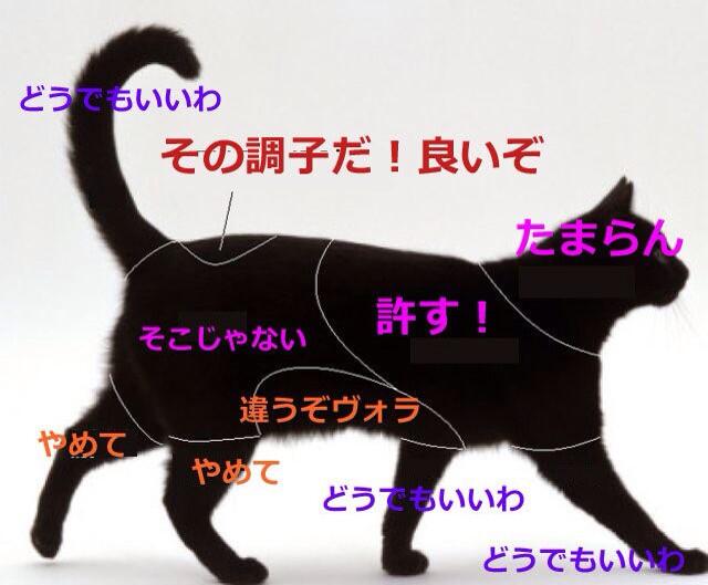 猫の触ると喜ぶところ 嫌がるところ よしまのメモ帳
