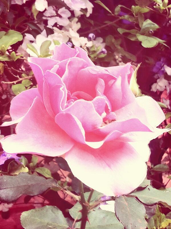 JohnnyDivines's tweet image. We love you more... Here is a flower ;)