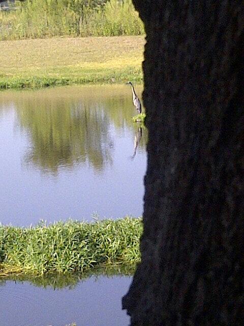 jensvisualcandy's tweet image. So I further hide to get this one...#ready2fly #onalert #justtakinAWalk  no more2day