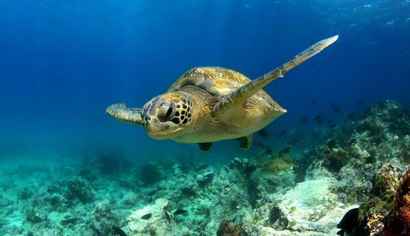 Морские черепахи жизнь. Морская черепаха Галапагос. Галапагосские острова черепахи. Зеленая черепаха Галапагосские острова. Галапагос — Эквадор черепахи.