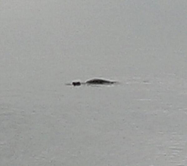 DaiB3's tweet photo. Nessie on hols in the Towy http://t.co/dddMCTdczE