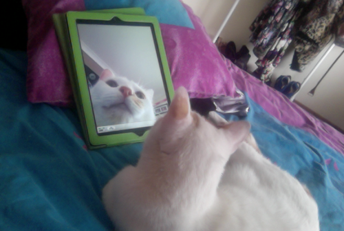 catselfies's tweet photo. Got caught taking selfies http://t.co/61TAHDCjBr