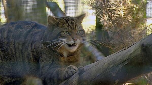 GeoTechInvest's tweet image. "@BBCScotlandNews: WATCH: 'Highland tigers' -  save the Scottish wildcat from extinction bbc.in/18navC5 + http://t.co/IlVk4ET85y".