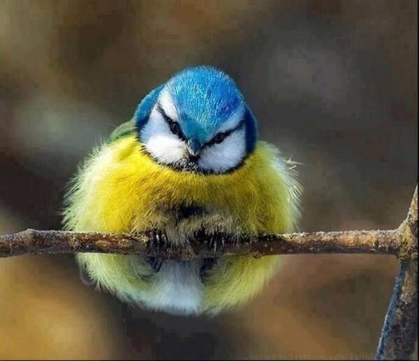 Little fuzz Ball, Blue Tit.