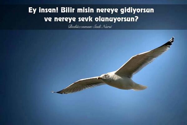 бабочка с расправленными крыльями. птицы летают. I follow we fly. фюзеляж летающее крыло. крылья комара.