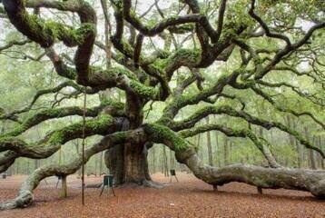 Деревья на которых можно сидеть. Дуб парк Фредвилл, Нонингтон, Великобритания. Дуб ангела Чарльстон США. Дерево Утун.