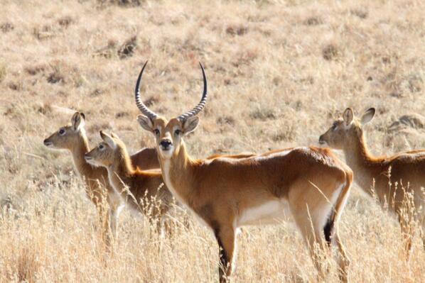 Lechwe's