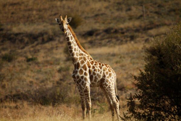 Giraffe@ Letsatsi.