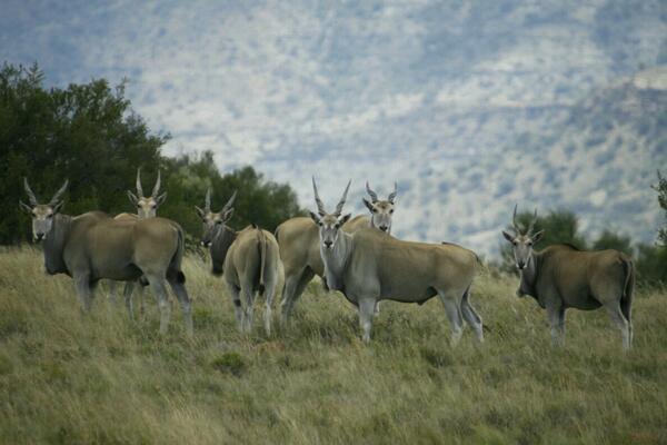 Eland