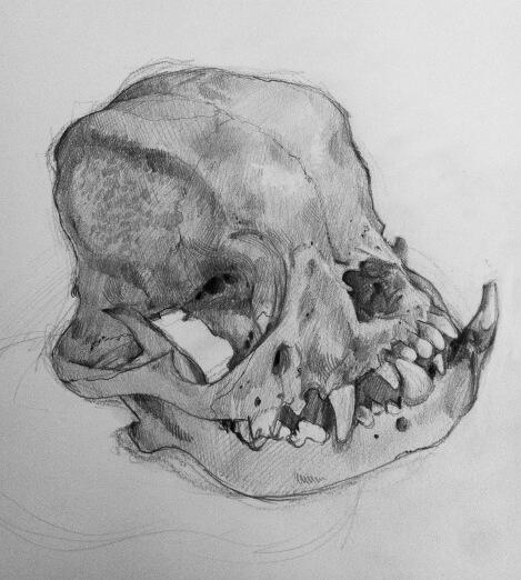 pekingese skull