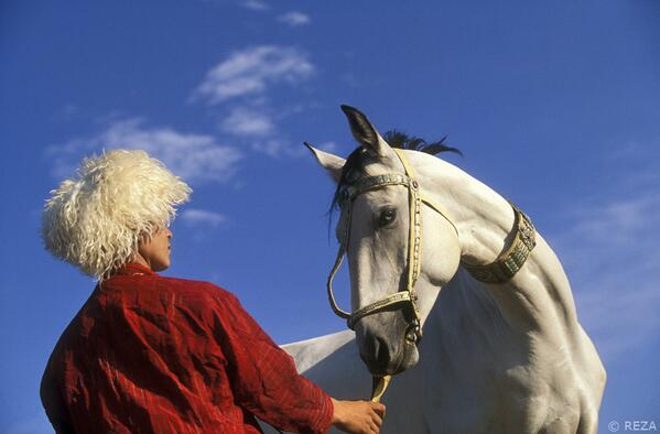 GreatNatureProj's tweet photo. #greatnature #animal #horse http://t.co/1986q4b9GI