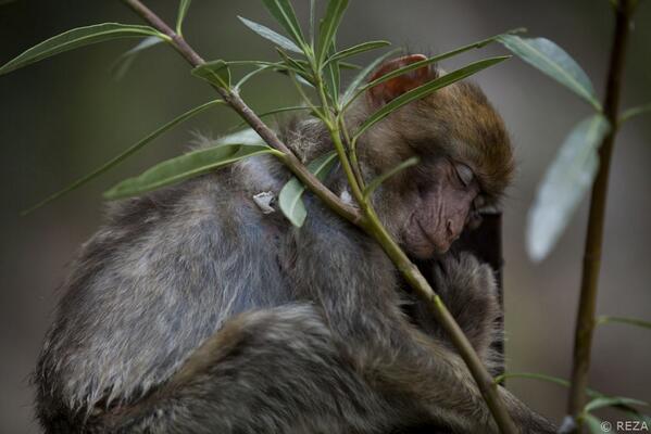 GreatNatureProj's tweet photo. #GreatNature #animal #monkey http://t.co/vMSfyRM0Mc