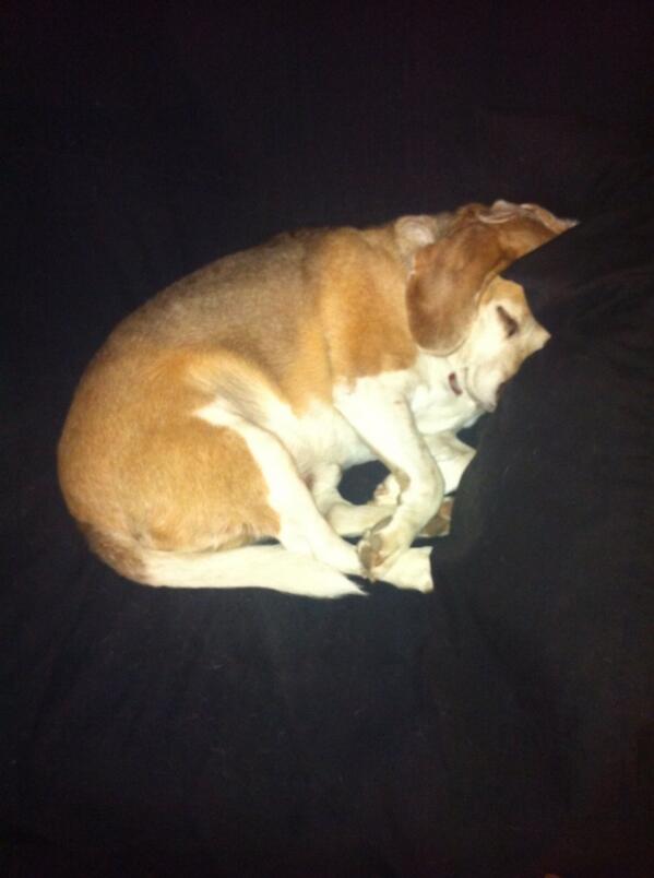 Ruby_Pixel's tweet photo. This little guy is the reason I am distracted from work. #cutedog http://t.co/0cGWwxJ6vu