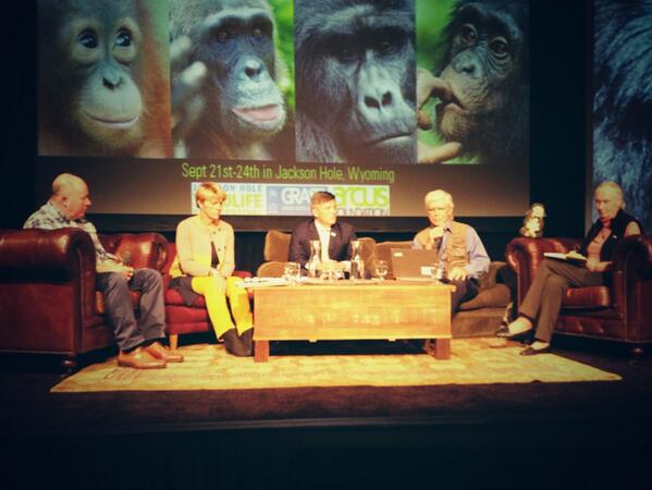 #greatapes Brian Leath #BBC @RussMittermeier <a href="/Jane_Goodall/">Jane Goodall</a> Doug Cress <a href="/graspunep/">GRASP - Great Apes</a>  Annette Lanjouw <a href="/ArcusGreatApes/">Follow Arcus Apes Program at @ArcusApes</a>