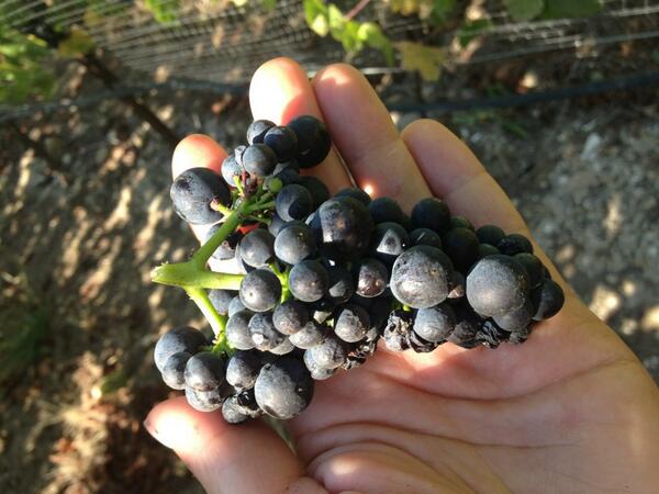 JarvisTomei's tweet photo. 777,  so cute! #nwwinemaker http://t.co/OAgCDYqXeB