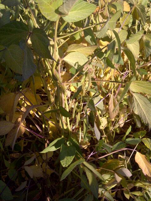 KemperSeeds's tweet photo. 33003 beans looking good http://t.co/7uQbC65fs4
