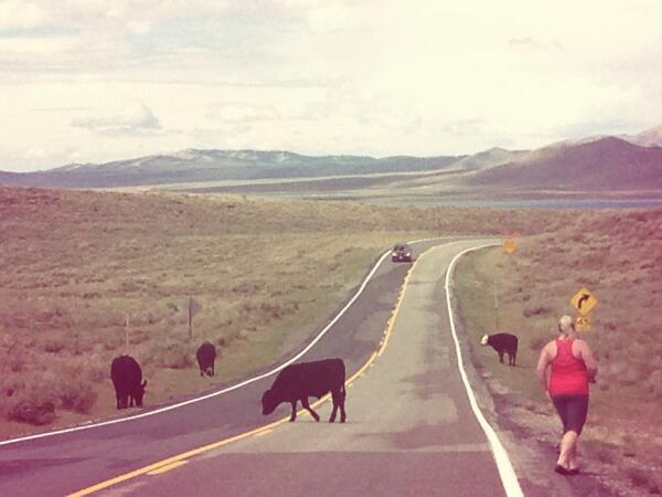 @RevStrat Why did the cow cross the road? #thegreatroadtrip