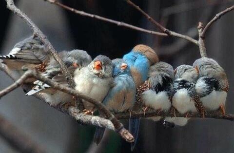 Landscapefun's tweet photo. سبحان الله كيف تنام العصافير فوق الغصون http://t.co/3QC9Zc0Ey1