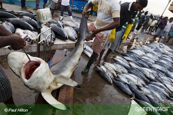 GreenpeaceID tweet picture