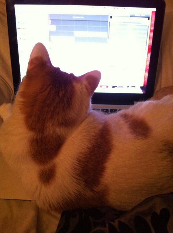 RitaCatFace's tweet photo. Busy Friday - shit to do - cant stop and chat.. http://t.co/4tSC9zRwXs