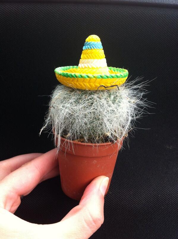 jennyowen's tweet photo. This cactus is you in Mexican humidity :) @Lizshotgunowen http://t.co/JDaLUj1u5E
