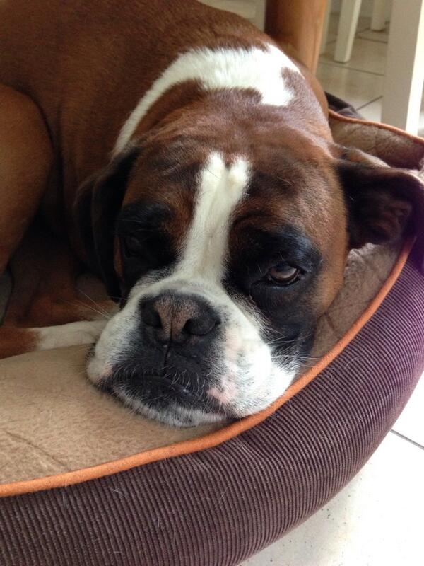 Inditheboxerdog's tweet image. I love my bed it has a built in pillow