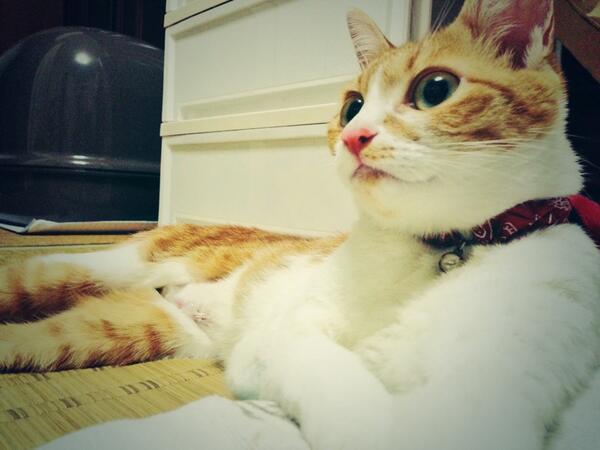 Rukataro's tweet photo. にっちが無事帰ってきた（இ﹏இ`｡) http://t.co/4oyoSL2C6C