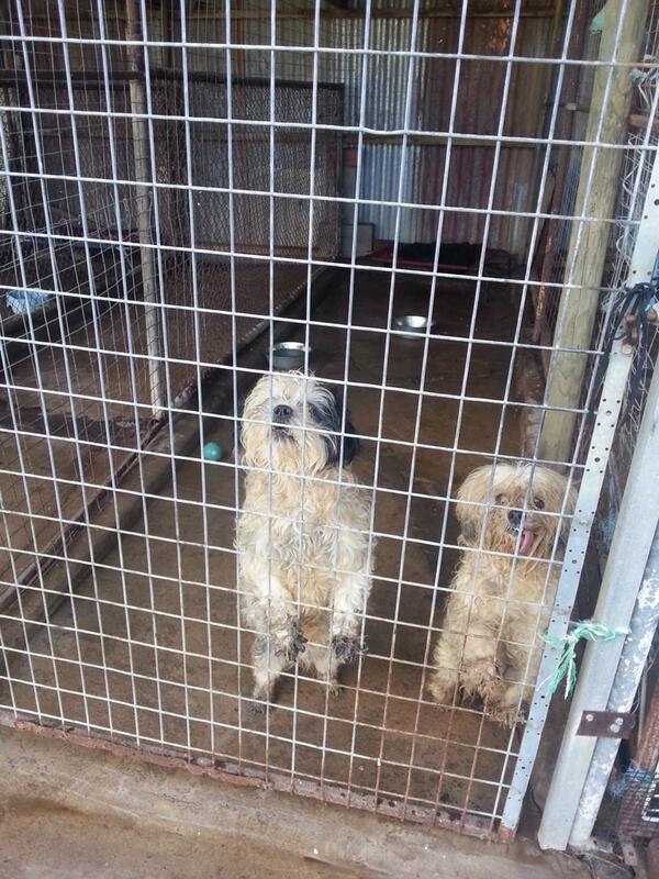 esther_marie77's tweet image. PLEASE HELP Stop Cruel Puppy/Kitten farming in the UK-PLS Sign &amp;amp; RT @PupAid epetitions.direct.gov.uk/petitions/49528   #StopAnimalAbuse