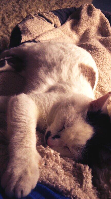 fionacarolyn's tweet photo. @h4y_ash here is my cat. #cute #sorrynotsorry #definitelynotsorry http://t.co/2DMVz8qQFT