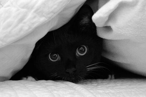 unique_pet's tweet photo. A sexta-feira é 13, mas eles não dão azar, não! #fofo #gato #cute #cat #sextafeira13 http://t.co/G2GdSNwOma