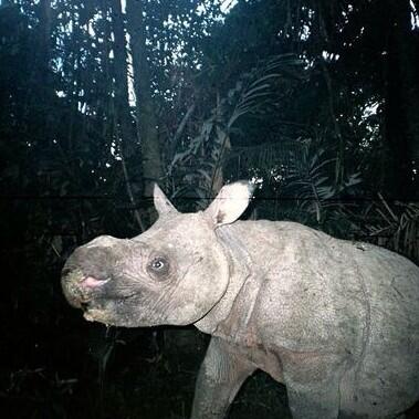 Con 44 ejemplares, a punto de extinguirse. El rinoceronte de Java sobrevive en #UjungKulonNationalPark #Indonesia 😒
