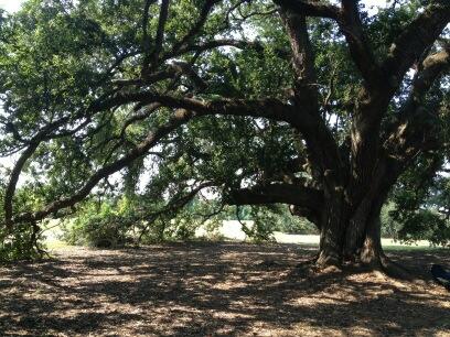 HopeStege's tweet photo. Moment of perfection in Lafayette, LA. http://t.co/BhgqKRZlrk