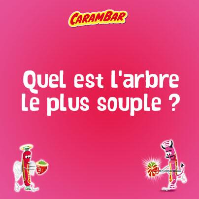 quel arbre est le plus souple