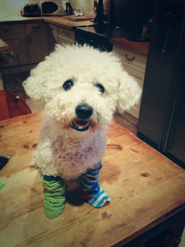 Image result for bichon wearing socks images