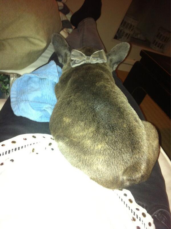 chloe__r's tweet photo. My Friday night date 💙💜🐻 http://t.co/eTgRw69Vcl