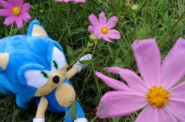 セガ公式アカウント على تويتر もうすっかり秋ですね ところで皆さん 今日9月14日は コスモスの日 ということをご存知ですか コスモスは漢字で書くと 秋桜 ソニックも秋の気配を感じているようですよ Http T Co 5s063kp1im