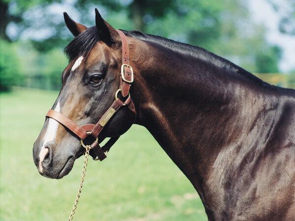 madmenparty's tweet photo. "@aWRITERchick: I'd like a new horse @madmenparty" Were you a good girl all year? http://t.co/xJPwoM8Xdb