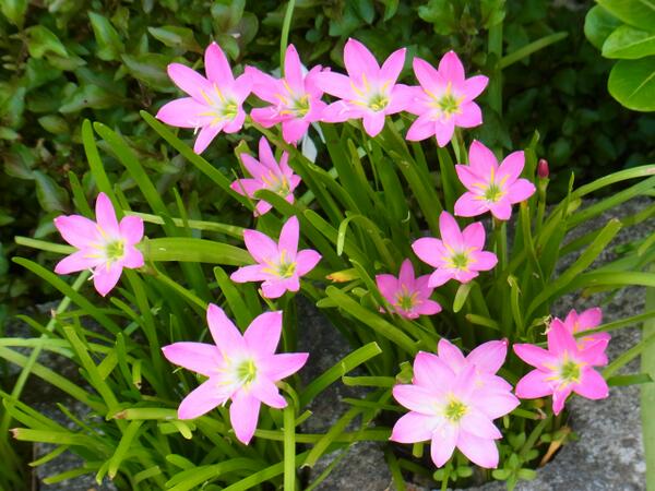 美しい花の画像 新鮮なタマスダレ ピンク