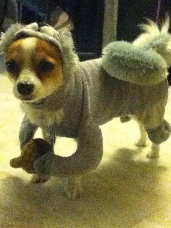 QueenB1979's tweet photo. Yep that b happening! #Chihuahuapimp #kushtime http://t.co/axwnwOgyMm