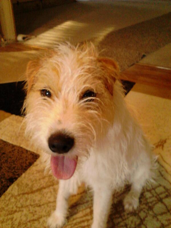 FORECLOSED11's tweet image. My Dogg