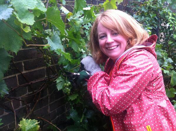 Grape harvest - a week too late I think