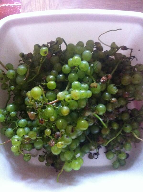 The haul - not quite enough for a barrel of wine *yet*