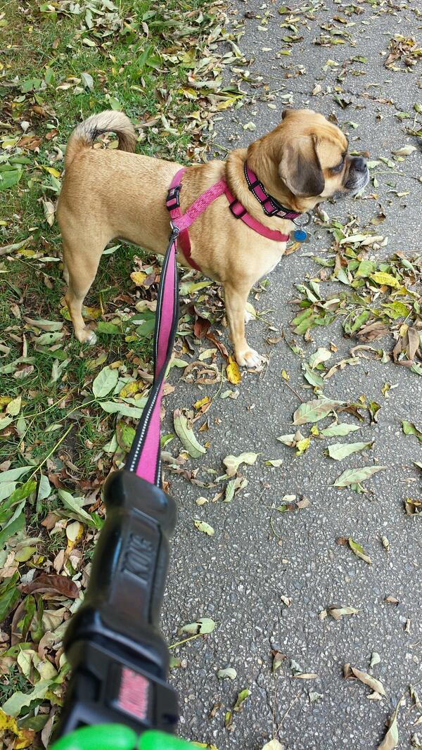 LuLuPuggle tweet picture