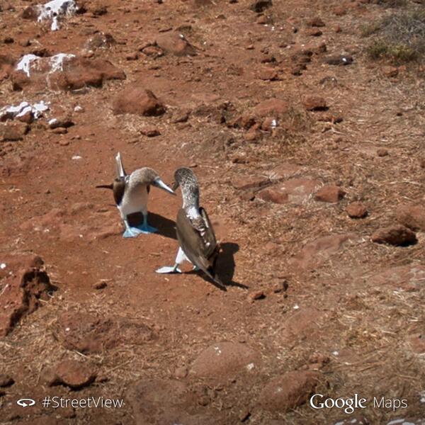 googlemaps's tweet photo. Say hello to blue-footed boobies on #StreetView: http://t.co/PiLSICnDSJ http://t.co/UMxRV1x4eW